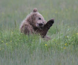 Bear cub preening