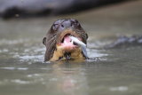 Giant river otter with fish