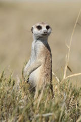 Pregnant Meerkat