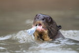 Giant River otter with fish