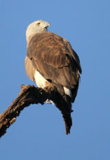 Grey-headed Fish Eagle