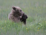 Bear cub biting nails