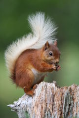 Red Squirrel #2