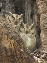 Scops Owls