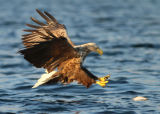 Fishing Sea Eagle #5