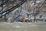Giant River Otter with young