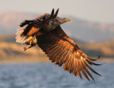 White-Tailed Sea Eagle #6