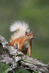 Red Squirrel #4