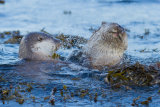 Otters play fighting