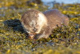 Dog otter eating