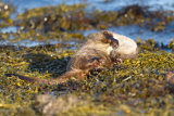 Otter drying off in the sunshine