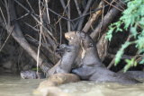 Giant River Otter lifting young