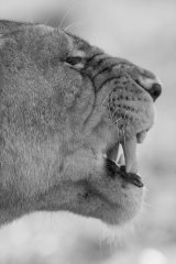 Yawning lioness