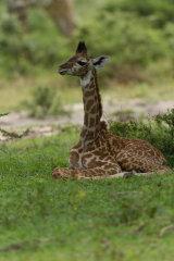 New born giraffe