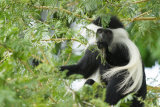 Colobus monkey eating