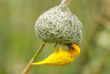 Weaver bird