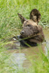 Wild dog taking a bath