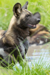 Wild dog taking a bath