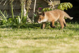 Fox cub stalking