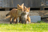 Fox cubs at play