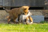 Two cubs fighting