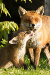 Fox cub pesters mother