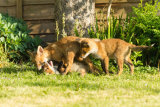 Fox Cub Fight
