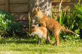 Fox cub hitching a ride
