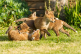 Fox cub fight