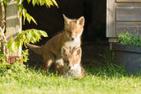 Two fox cubs