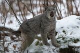 Canada Lynx