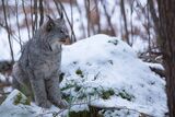 Canada Lynx