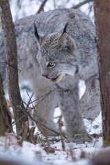 Canada Lynx