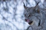 Canada Lynx