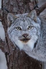 Canada Lynx