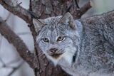 Canada Lynx