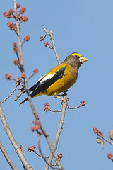 Evening grosbeak