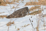 Great Grey Owl with catch