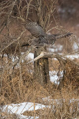 Great Grey Owl