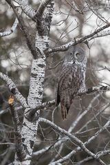 Great Grey Owl