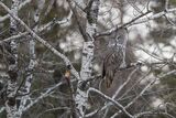 Great Grey Owl