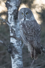 Great Grey Owl