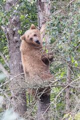 Bear in a tree