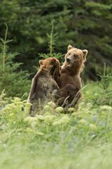 Bears fighting at Lake Clark