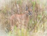 Caracal