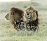 Two male lions