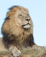 Regal male lion