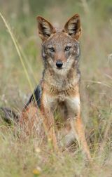 Black backed jackal