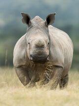 White rhino