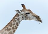 Giraffe eating